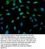 TP53 Antibody