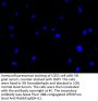 TP53 Antibody