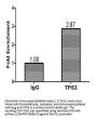 TP53 Antibody