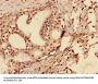 TP53 Antibody