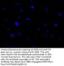 TP53 Antibody