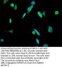 TP53 Antibody