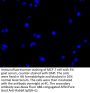TP53 Antibody