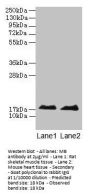MB Antibody