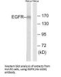 EGFR (Ab-1026) Antibody