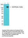 EGFR (Ab-1026) Antibody