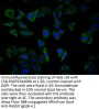 NPPB Antibody