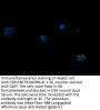 NPPB Antibody