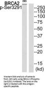 Phospho-BRCA2 (Ser3291) Antibody
