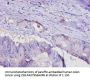 ADIPOQ Antibody