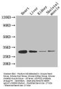 ADIPOQ Antibody