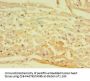 ADIPOQ Antibody