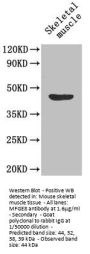 MFGE8 Antibody