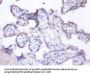 MFGE8 Antibody