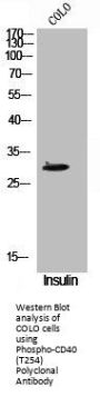 Phospho-CD40 (T254) Antibody