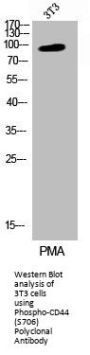 Phospho-CD44 (S706) Antibody