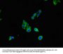 CD70 Antibody