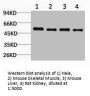 LDHD Antibody