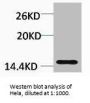 Di-Methyl-Histone H3 (Lys18) Antibody