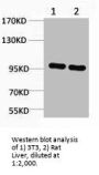 CTNNB1 Antibody