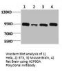 HSP90AA1 Antibody