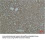 HSPD1 Antibody