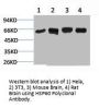 HSPD1 Antibody