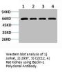 BECN1 Antibody