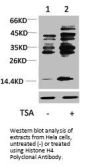 HIST1H4A Antibody