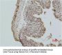 Histone H2A.X Antibody