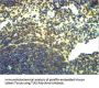 TLR2 Antibody