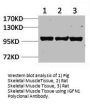 IGFN1 Antibody