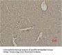 SOD1 Antibody