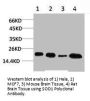 SOD1 Antibody