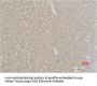 SOD2 Antibody