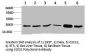 SOD2 Antibody