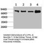 PIK3R1 Antibody