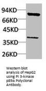 PIK3R1 Antibody