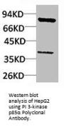 PIK3R1 Antibody