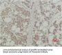 Histone H3 Antibody