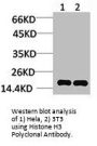 Histone H3 Antibody