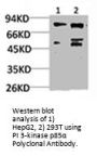 PIK3R1 Antibody