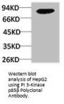 PIK3R2 Antibody