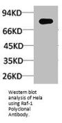 RAF1 Antibody