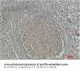 Caspase-3 Polyclonal Antibody