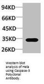 Caspase-3 Polyclonal Antibody