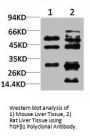 TGFB1 Antibody