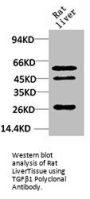 TGFB1 Antibody