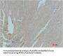 PPARG Antibody