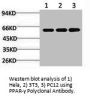 PPARG Antibody